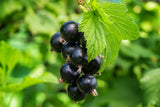 Ribes nigrum 'Öjebyn' E, 1-pack