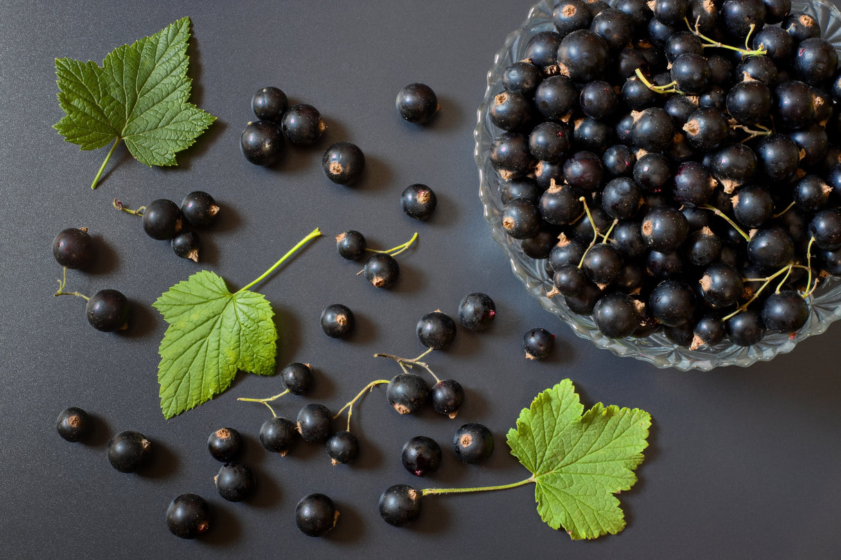Ribes nigrum 'Öjebyn' E, 1-pack