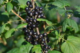 Ribes nigrum 'Öjebyn' E, 1-pack