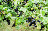 Ribes nigrum 'Öjebyn' E, 5-pack