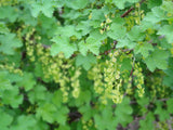 Ribes nigrum 'Öjebyn' E, 1-pack