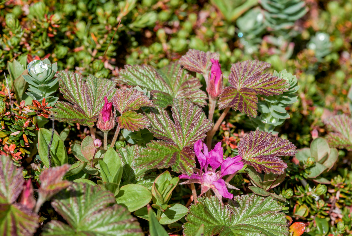 Rubus arcticus ssp. × stellarcticus 'Anna', 1-pack
