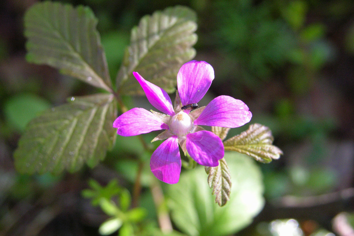 Rubus arcticus ssp. × stellarcticus 'Anna', 1-pack