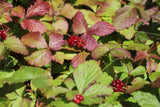 Rubus arcticus ssp. × stellarcticus 'Anna', 1-pack