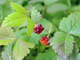 Rubus arcticus ssp. × stellarcticus 'Linda', 1-pack
