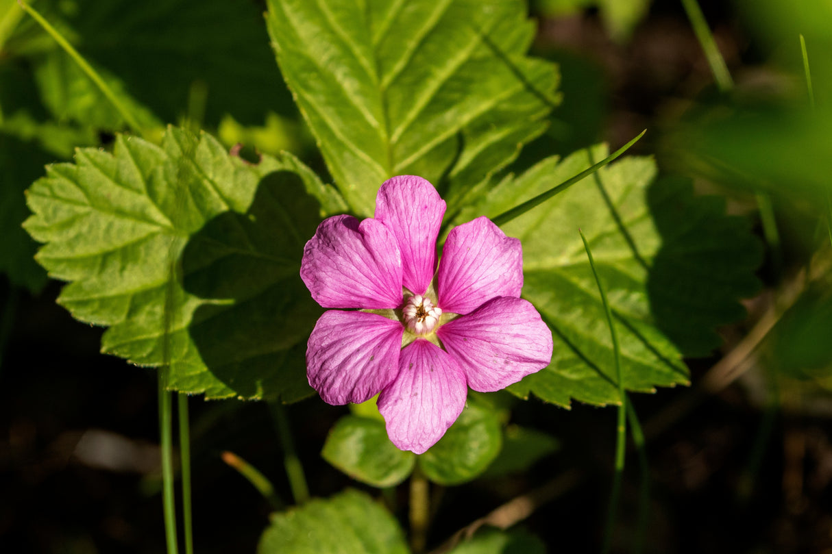 Rubus arcticus ssp. × stellarcticus 'Linda', 1-pack