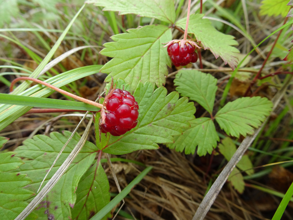 Rubus arcticus ssp. × stellarcticus 'Linda', 1-pack