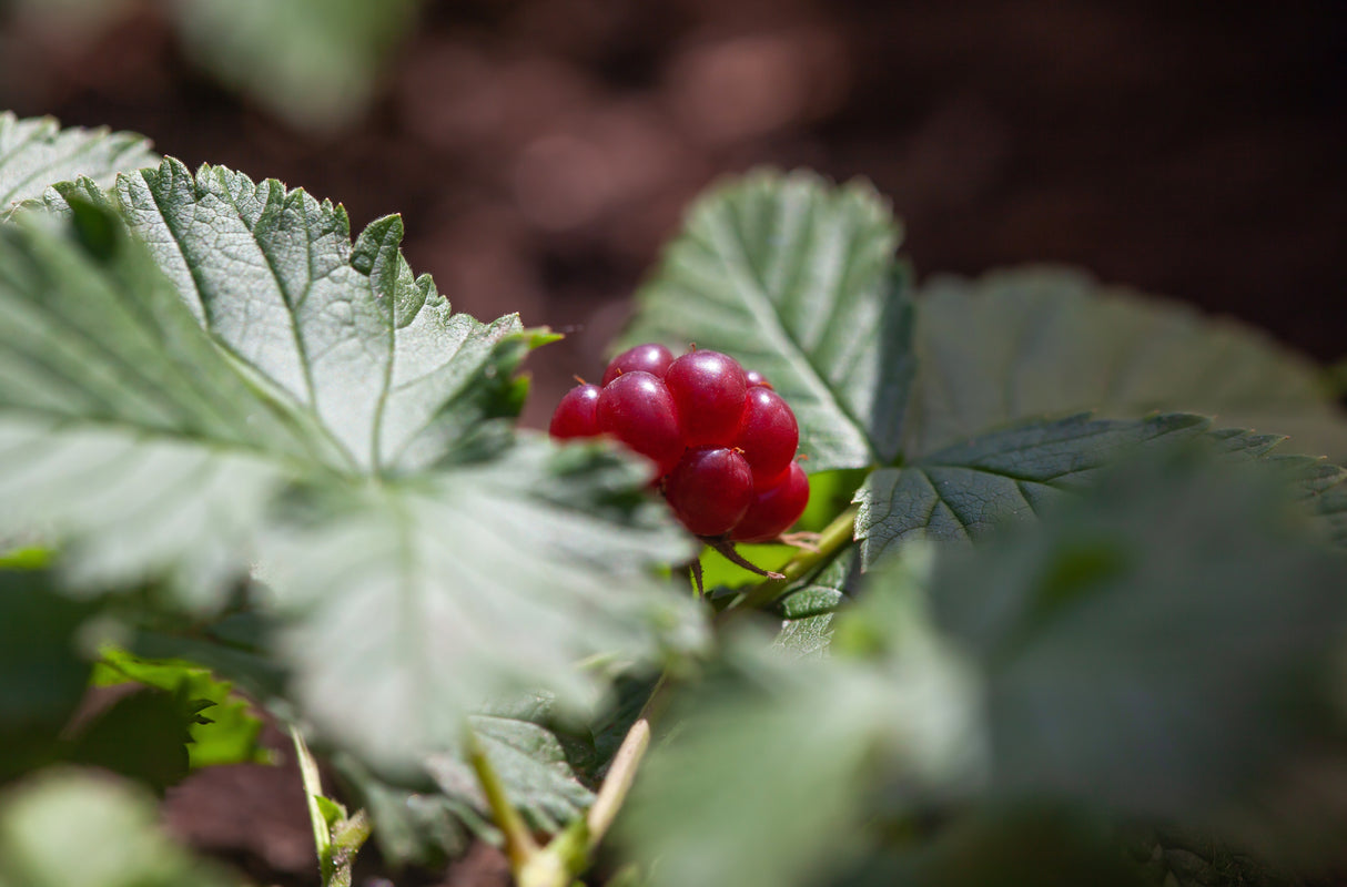 Rubus arcticus ssp. × stellarcticus 'Linda', 1-pack