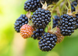 Rubus (Björnbär) 'Loch Tay' E , 1-pack