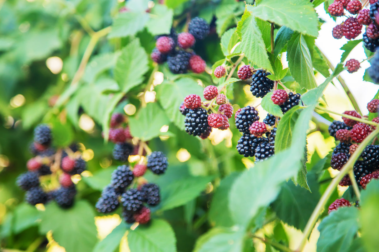 Rubus (Björnbär) 'Loch Tay' E , 1-pack