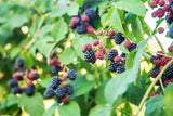 Rubus (Björnbär) 'Loch Tay' E , 1-pack