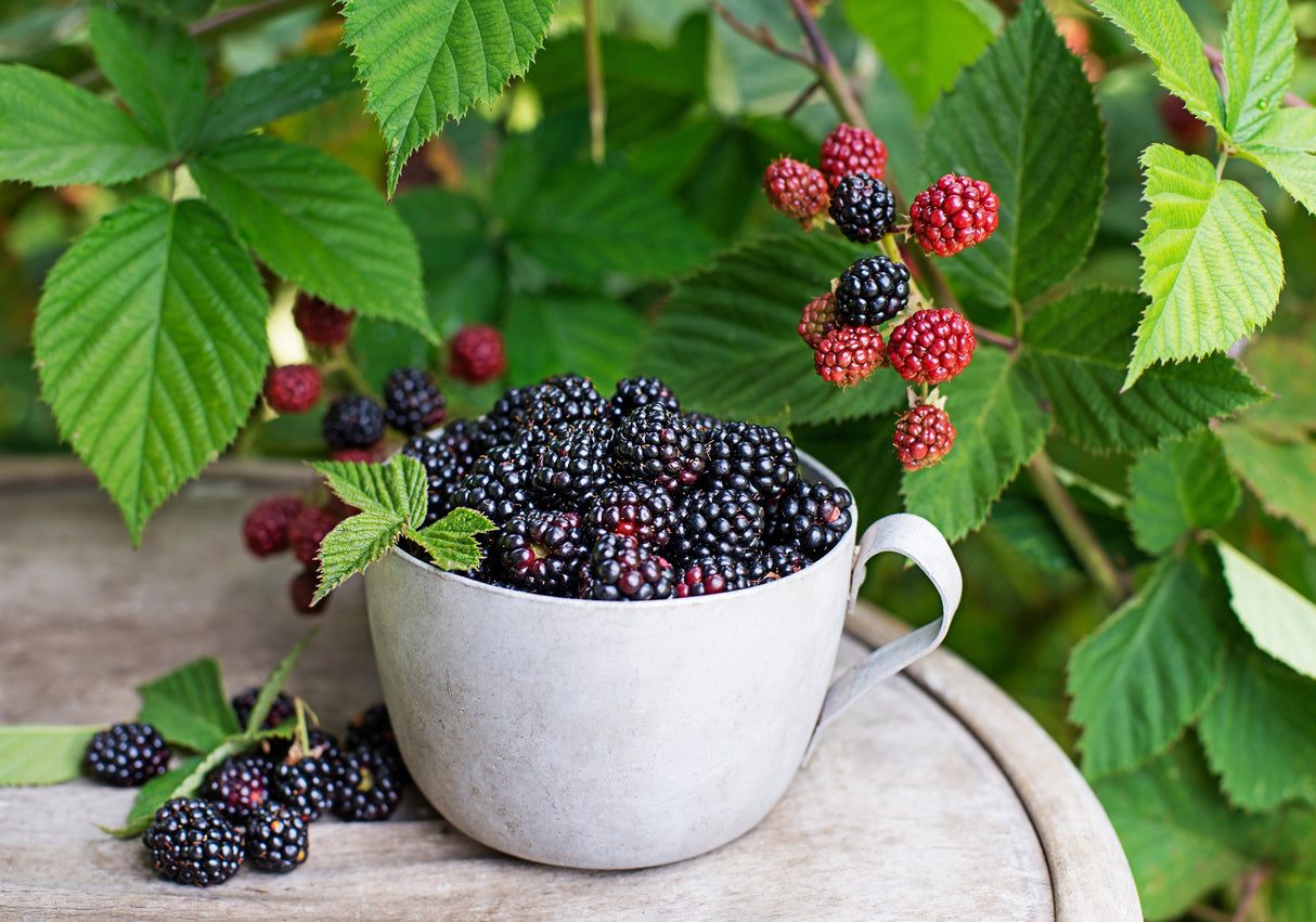 Rubus (Björnbär) 'Loch Tay' E , 1-pack