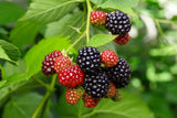 Rubus (Björnbär) 'Loch Tay' E , 1-pack