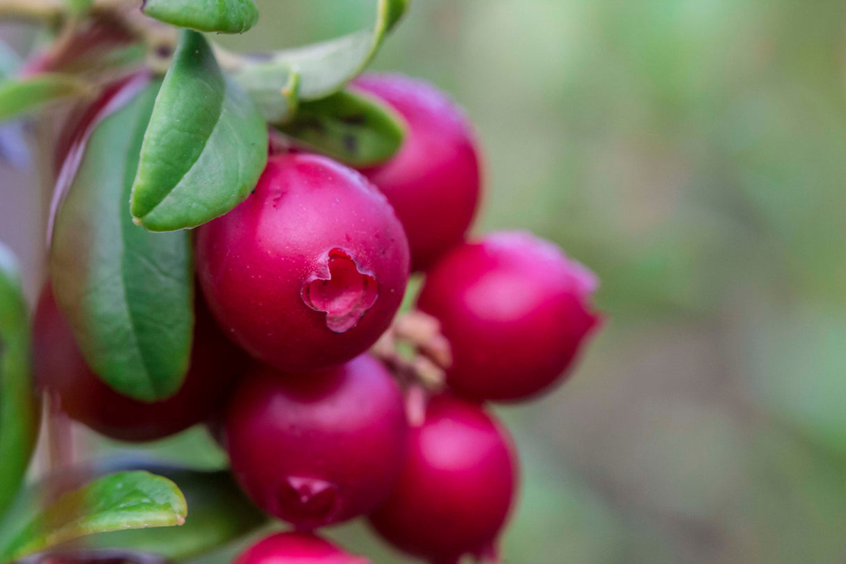 Vaccinium vitis-idaea BALSGÅRD IDA® ('Ida'PBR), 3-pack
