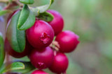 Vaccinium vitis-idaea BALSGÅRD IDA® ('Ida'PBR), 3-pack