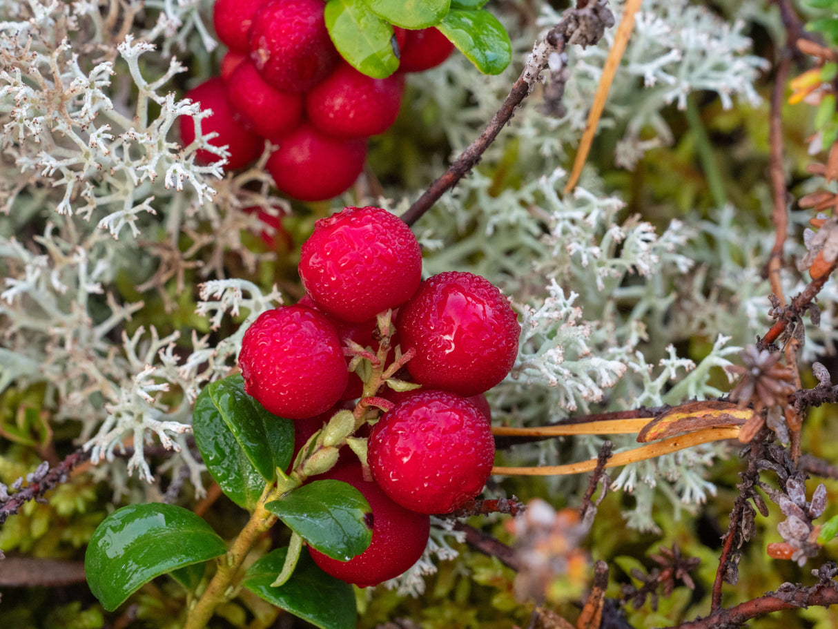 Vaccinium vitis-idaea BALSGÅRD IDA® ('Ida'PBR), 3-pack