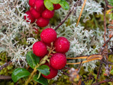Vaccinium vitis-idaea BALSGÅRD IDA® ('Ida'PBR), 3-pack
