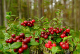 Vaccinium vitis-idaea BALSGÅRD IDA® ('Ida'PBR), 5-pack