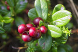 Vaccinium vitis-idaea BALSGÅRD SUSSI® ('Sussi'), 1-pack