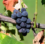 Vitis (Labrusca-Gruppen) 'Zilga' E, 1-pack