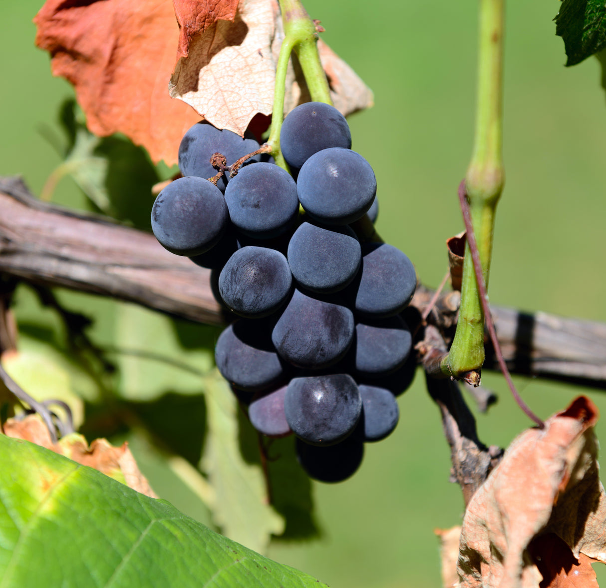Vitis (Labrusca-Gruppen) 'Zilga' E, 10-pack