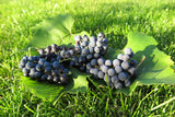 Vitis (Labrusca-Gruppen) 'Zilga' E, 5-pack