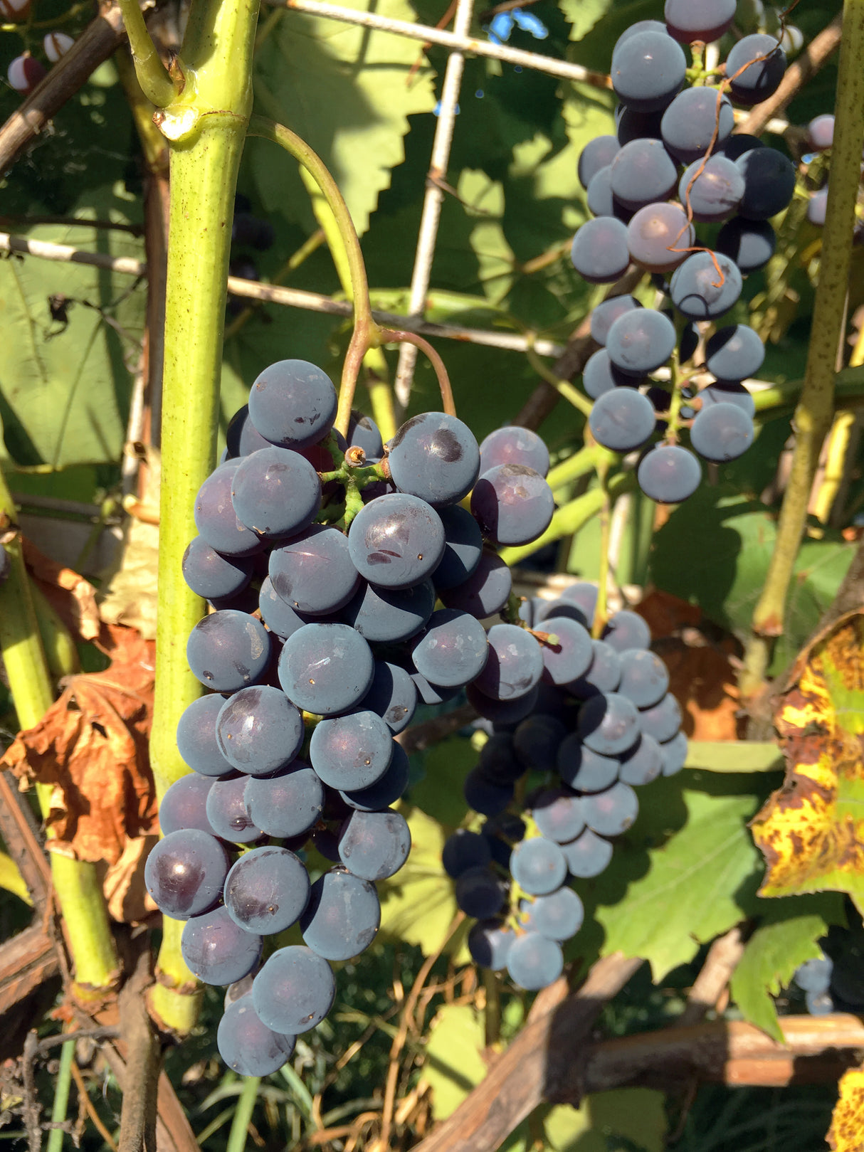 Vitis (Labrusca-Gruppen) 'Zilga' E, 3-pack