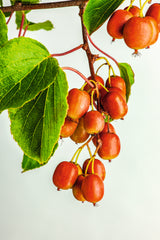 Actinidia arguta 'Ken's Red', 1-pack