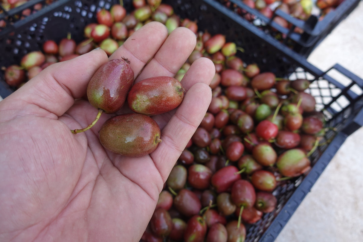 Actinidia arguta 'Ken's Red', 1-pack
