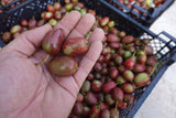 Actinidia arguta 'Ken's Red', 1-pack