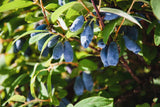 Lonicera caerulea 'Balalaika', 1-pack
