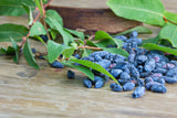 Lonicera caerulea 'Balalaika', 1-pack