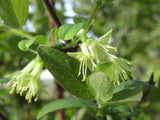 Lonicera caerulea 'Balalaika', 1-pack