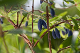 Lonicera caerulea var. kamtschatica 'Aurora', 10-pack