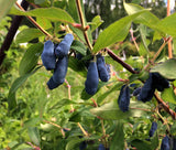 Lonicera caerulea var. kamtschatica 'Aurora', 10-pack
