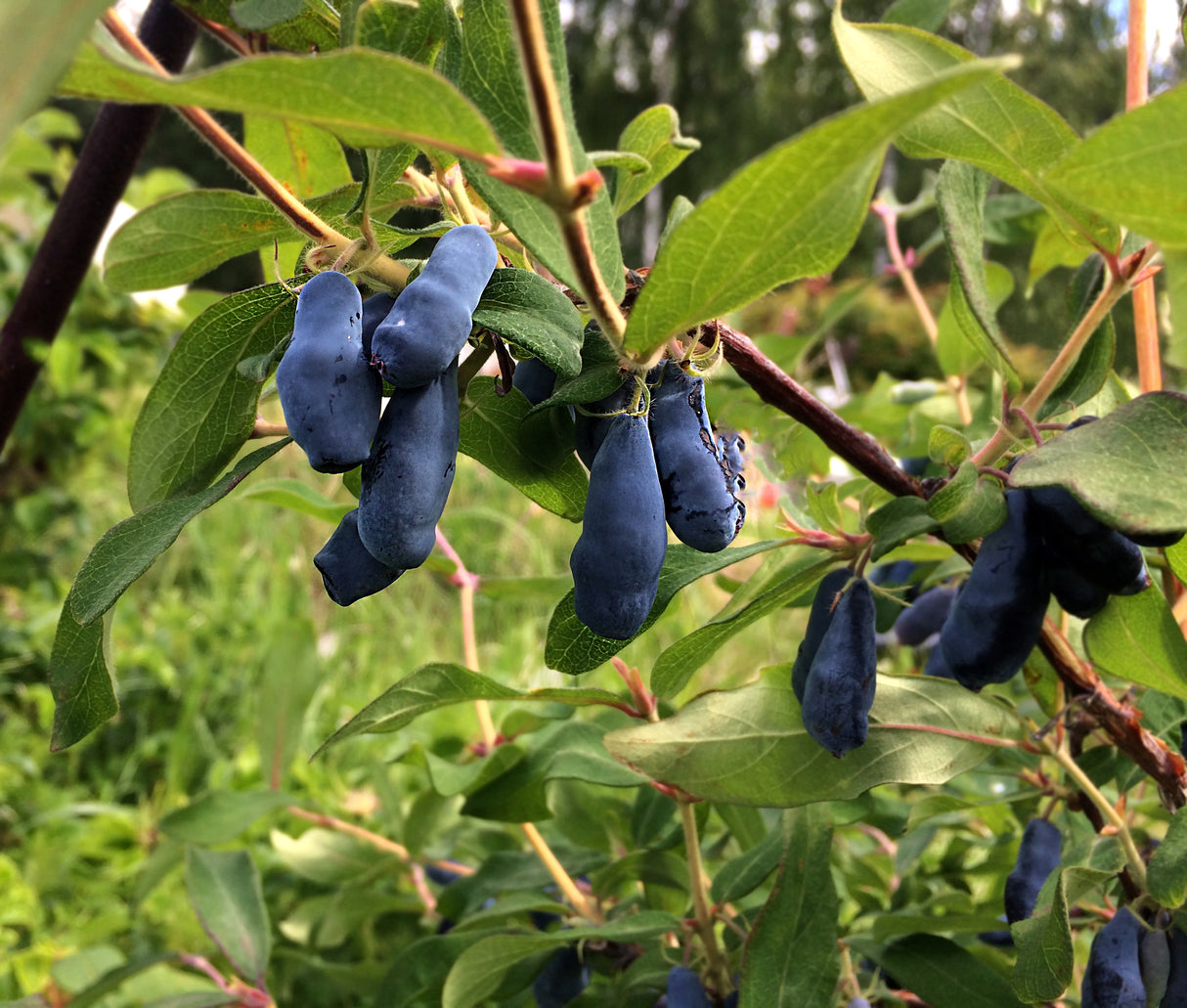Lonicera caerulea var. kamtschatica 'Aurora', 5-pack