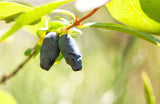 Lonicera caerulea var. kamtschatica 'Aurora', 1-pack