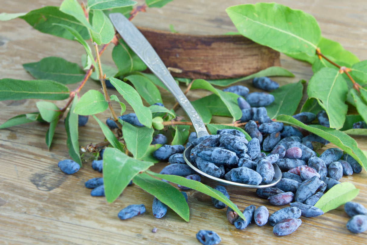 Lonicera caerulea var. kamtschatica 'Aurora', 1-pack