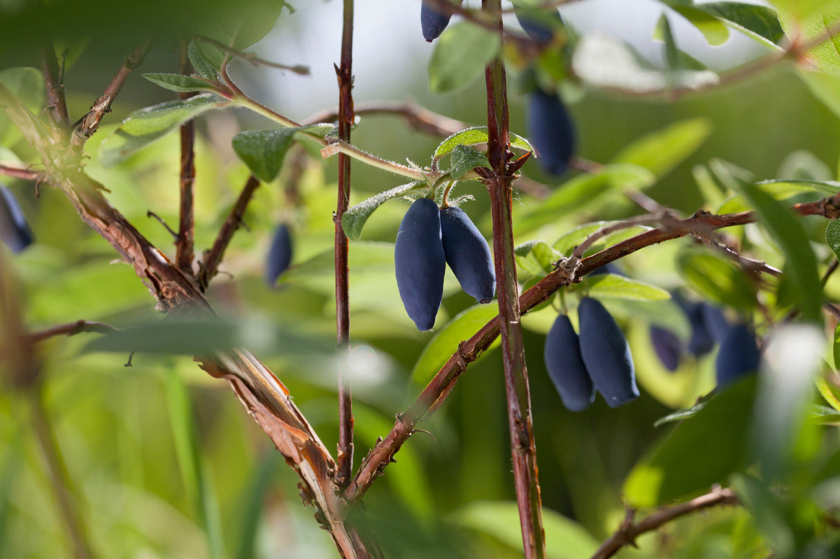 Lonicera caerulea var. kamtschatica 'Aurora', 5-pack