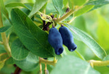 Lonicera caerulea var. kamtschatica 'Duet', 1-pack