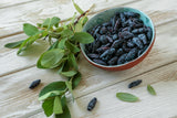 Lonicera caerulea var. kamtschatica 'Duet', 1-pack