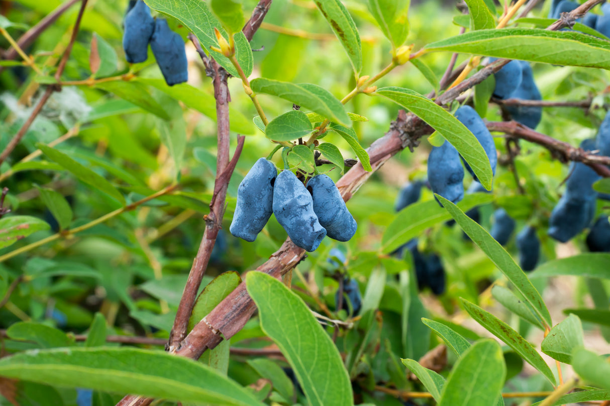 Lonicera caerulea var. kamtschatica 'Duet', 1-pack