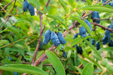 Lonicera caerulea var. kamtschatica 'Duet', 1-pack