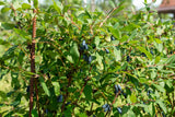 Lonicera caerulea var. kamtschatica 'Duet', 1-pack