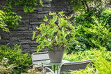 Ficus carica LITTLE MISS FIGGY