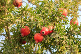 Punica granatum