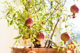 Punica granatum