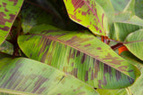 Musa sikkimensis Ever Red