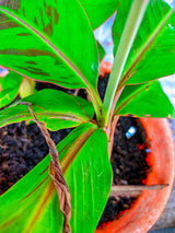 Musa sikkimensis Ever Red