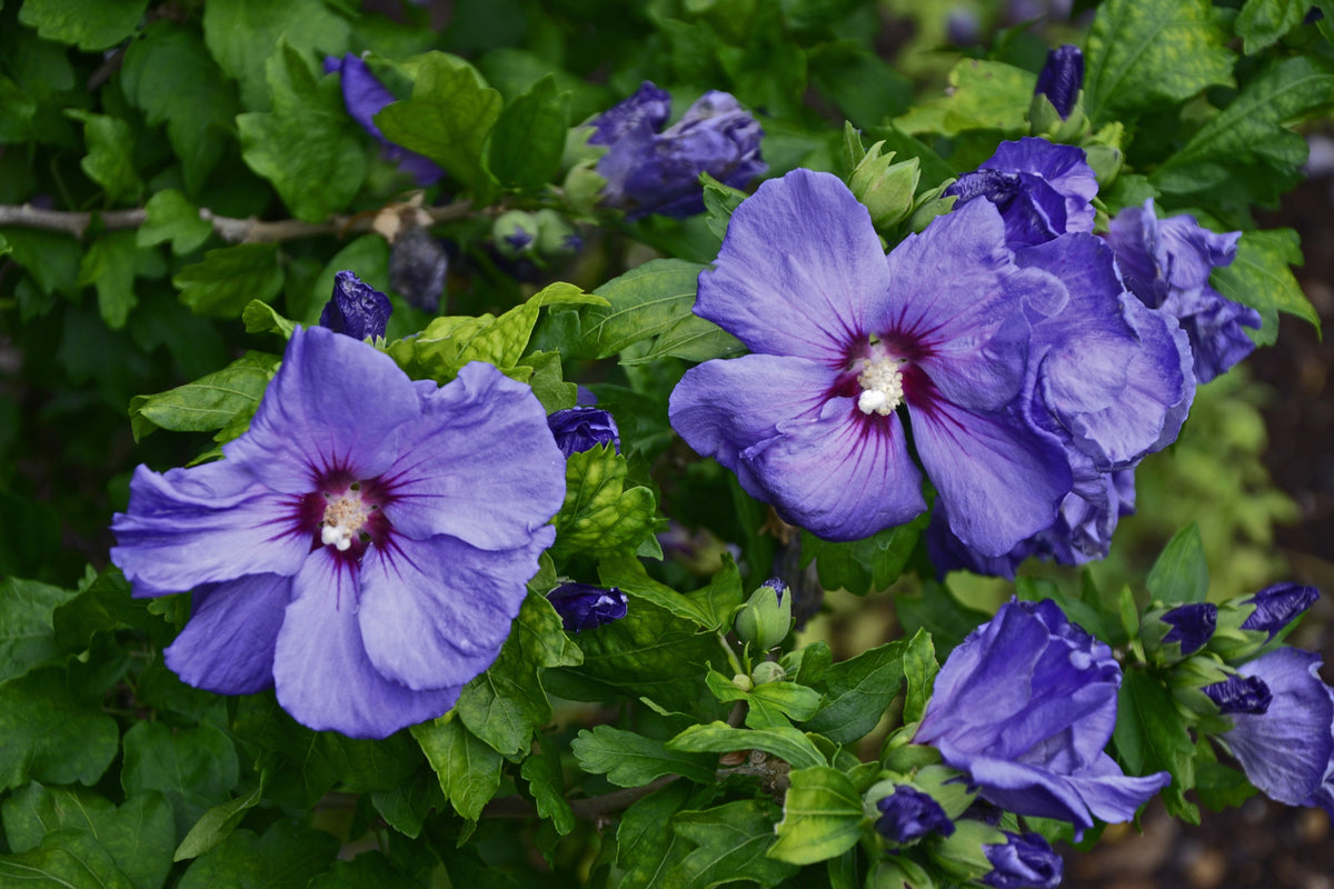 Frilandshibiskus 'Marina' Solitär 70-80 cm